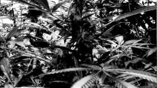 Bongzilla - Budgun, T.H.C.