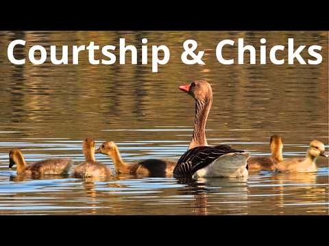 Wiosenne życie nad stawami | Ptaki Doliny Baryczy