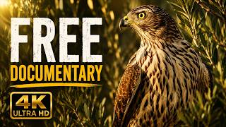 Wild Stories - animals documentary 4K | FULL DOCUMENTARY | Free Nature Movie