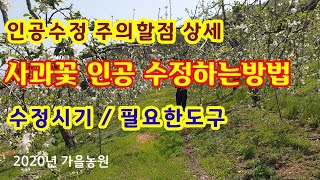사과꽃 인공 수정하는방법 시기밎 주의할점 [사과재배방법 ]