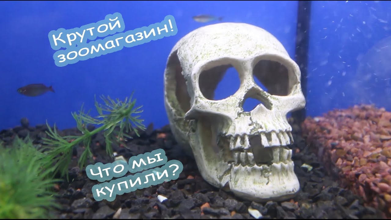 Животные в ХОРОШЕМ зоомагазине. Наши покупки