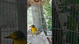 Download lagu Hoàng Tước Hót Cực Chất mp3