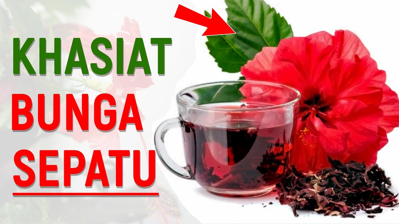 Tak Disangka! 9 Manfaat Bunga Sepatu untuk Kesehatan