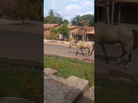 cavalos na Estrada entre Nina Rodrigues a Vargem Grande Maranhão 🙄🤦‍♂️