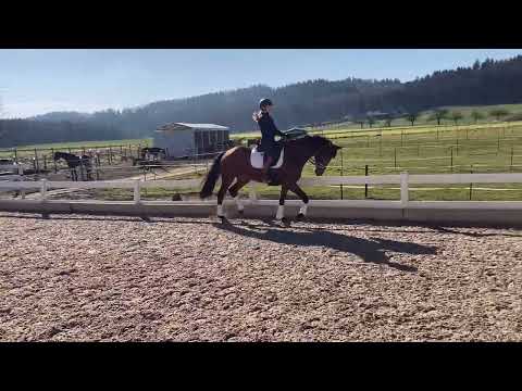 *2019 Stute von Morricone