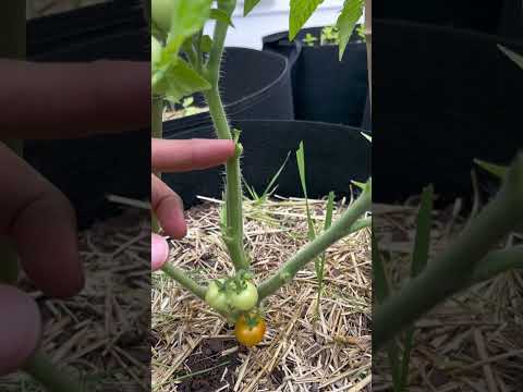 Grow More Tomatoes Using This Method #growfoodathome #garden #tomato