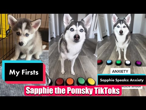 Sapphie the Pomsky New TikTok Videos - Best of Sapphie the Pomsky Videos Compilation