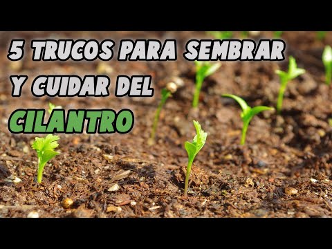 5 TRUCOS PARA SEMBRAR Y CUIDAR DEL CILANTRO