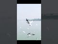 A Lot Of Seagulls Shorts