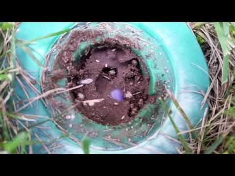 Carpenter Ants Surprise Tech in Jackson, NJ