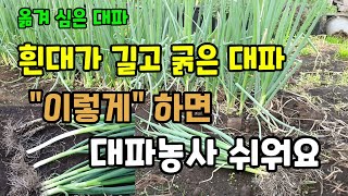 굵고 흰대가긴 대파 이렇게 하면 대파농사 쉽습니다 대파웃거름주고 북주기 대파웃거름주는시기 대파재배 월동대파