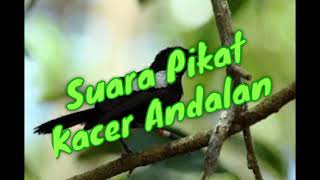 Download lagu SUARA PIKAT PALING HANDAL BUAT KACER SUSAH TURUN... mp3