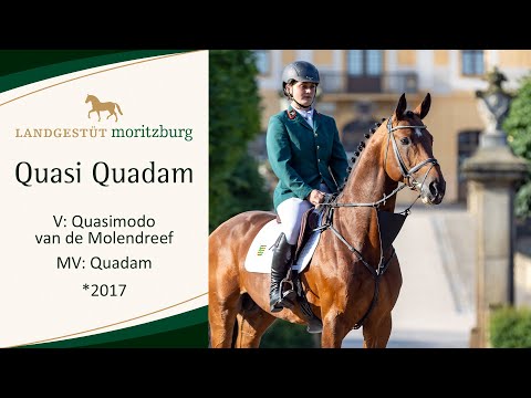 QUASI QUADAM v. Quasimodo van de Molendreef - Quadam