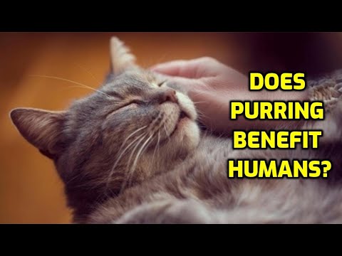 How Does A Cat's Purring Affect Humans? (Cat Purr Healing Science)