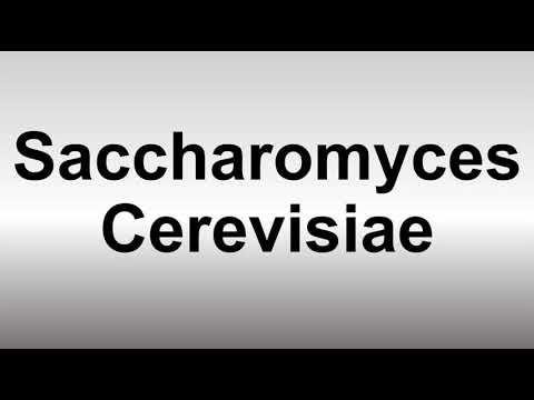 How to Pronounce Saccharomyces Cerevisiae