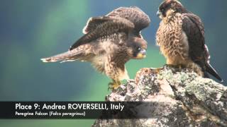 Digiscoper of the Year 2012 - Swarovski Optik