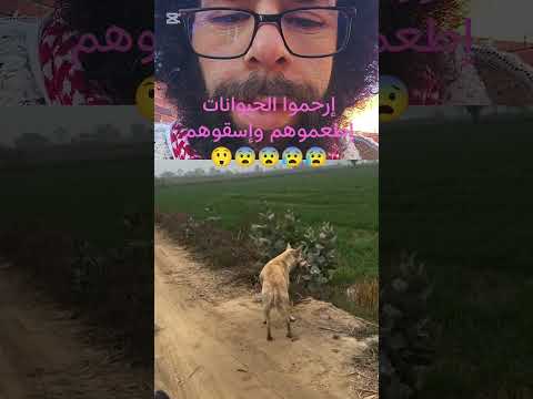 إطعموا الحيوانات وإسقوهم وإطعموهم #youtubeshorts #دويتو #اكسبلور #تيك_توك #الخطير #المصحف #العبري