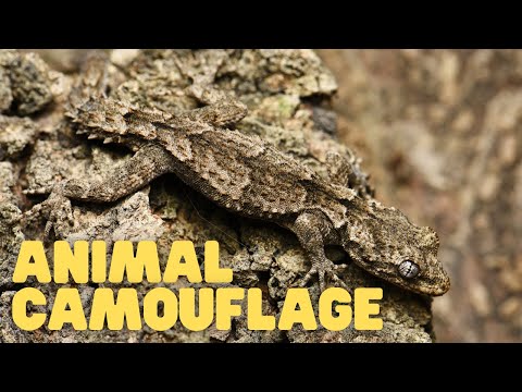 Animal Camouflage | Learn How Animals Can Blend In With Their Environments