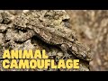 Animal Camouflage Learn How Animals Can Blend In With Their Environments