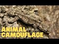 Animal Camouflage | Learn How Animals Can Blend In With Their Environments