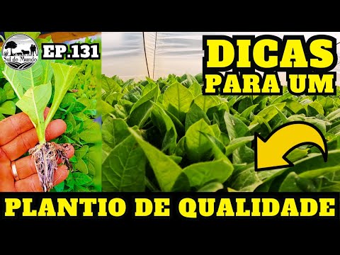 ✅ [COMO PLANTAR] FUMO OU TABACO DE FORMA CORRETA