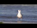 Juvenile Great Black Backed Gull