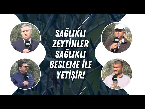 Zeytin Yetiştiriciliğinde Bakım ve Besleme - Toprağa Organik Dokunuş