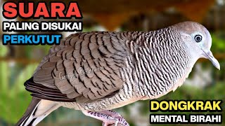 Download lagu Perkutut Lokal Gacor Suara Besar Pancingan Burung Perkutut Agar Cepat Bunyi. mp3