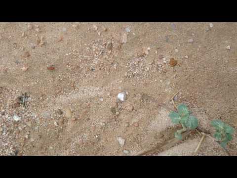 #Formiga com o Android atualizado😂😂😂😂😂😂😂😂😂😂😂