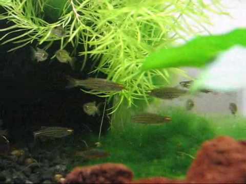 Gold Ring Danio Danio sp  TW02
