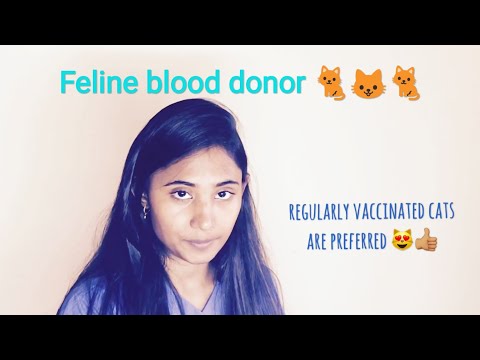 Feline blood transfusion- Criteria for selecting feline blood donor