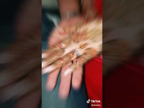 اغنية ولمرياج