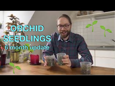ORCHID SEEDLINGS: where are they now? | UPDATE 6 months after deflask | Cattleya luteola | Tolumnia
