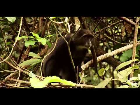 Beautiful World   Wild Animals Petar Milinković   Ashes Of Stars Short Film6902