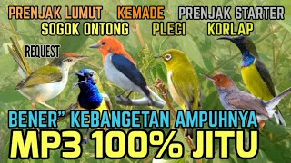 Download lagu Baru!! Suara Pikat Prenjak lumut, Sogon, Kemade, Pleci, Korlap, Prenjak starter 😱 mp3