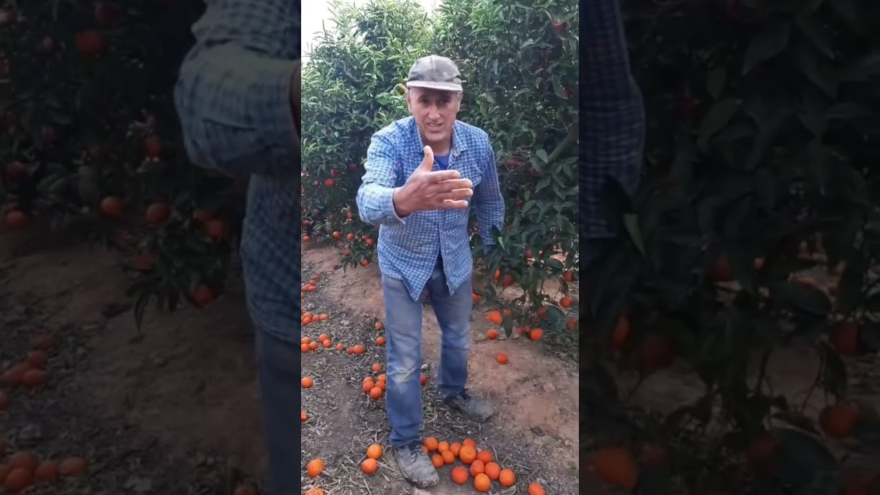 Agricultor tira toneladas de mandarinas: esto es desperdicio alimentario... y lo demás es tontería