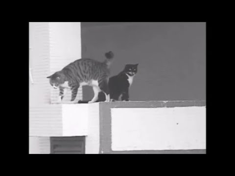 [free] hot mulligan, midwest emo, no drums type beat - letgo (prod. irby)