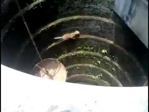 Funiest cat viedo 2017