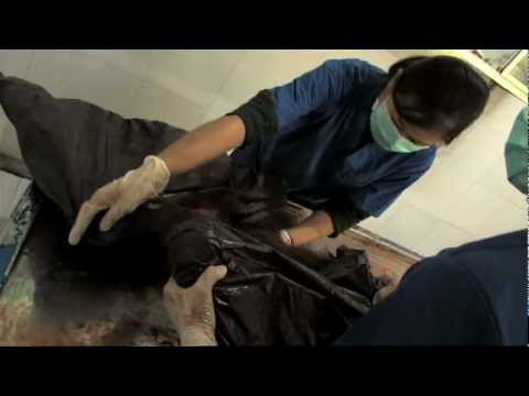 Navicula - Orangutan