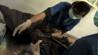 Download lagu Navicula - Orangutan mp3