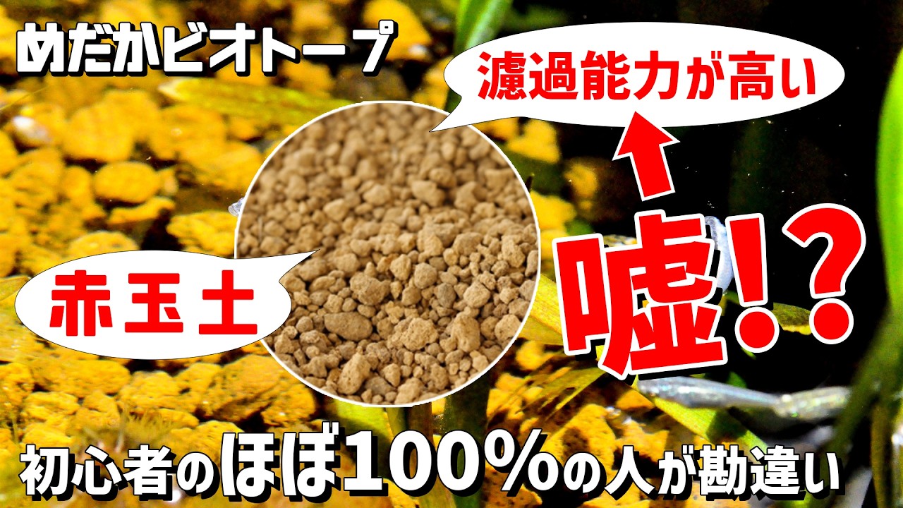 【メダカのビオトープ】赤玉土の「濾過能力が高い」は嘘！？初心者のほぼ100%が勘違いする落とし穴とは？