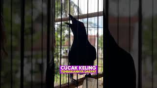 Download lagu Cucak Keling Gacor Teler Tembakan Wow, ditawar 4.8jt gaes #burung #kicaumania #qinarabanyuwangi mp3