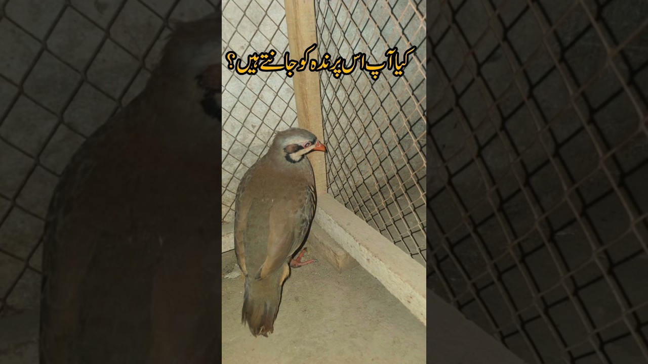 The Extravagant National Bird of Pakistan|Ultimate Pakistan gk|Chakor#shorts#trendingquiz
