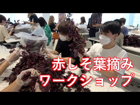 情報学科 摘んだ葉っぱは今年のビールに！「しそとことん」赤しそ葉摘みワークショップ開催（追手門学院大学）