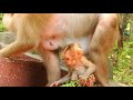 You All Love Because Baby Monkey Niko Is Wonderful Really Nice