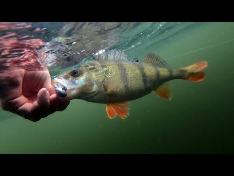 Lär dig återutsätta tryckpåverkad fisk