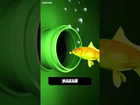 ikan yang selamat dari kematian #shorts