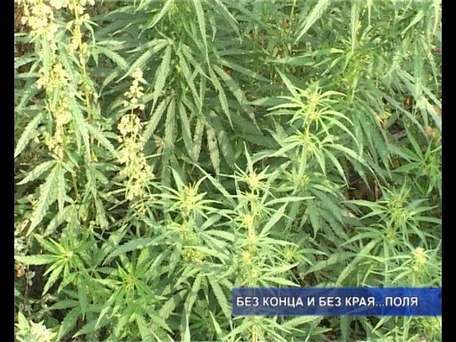 Плантации… конопли