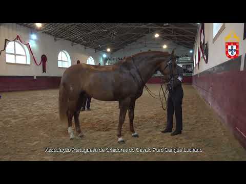 221022 7 Ourives - Aprovação de Garanhões