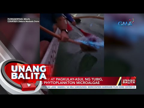 Tila pag-ilaw at pagkulay-asul ng tubig, dulot ng phytoplankton microalgae UB